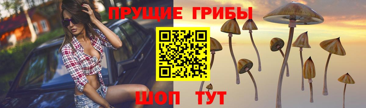Галлюциногенные грибы Psilocybe Узловая